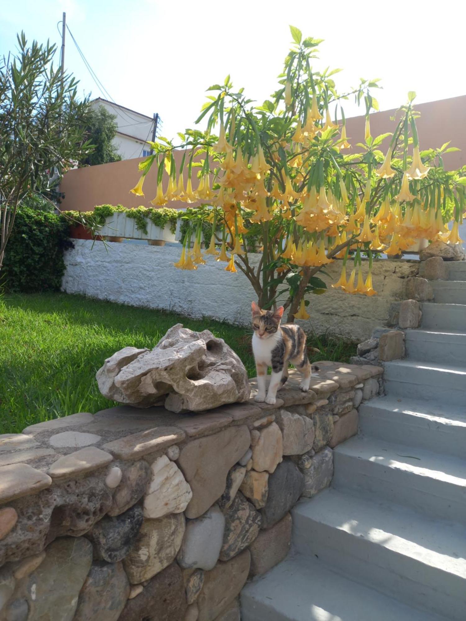 בית נופש Natassa House 2